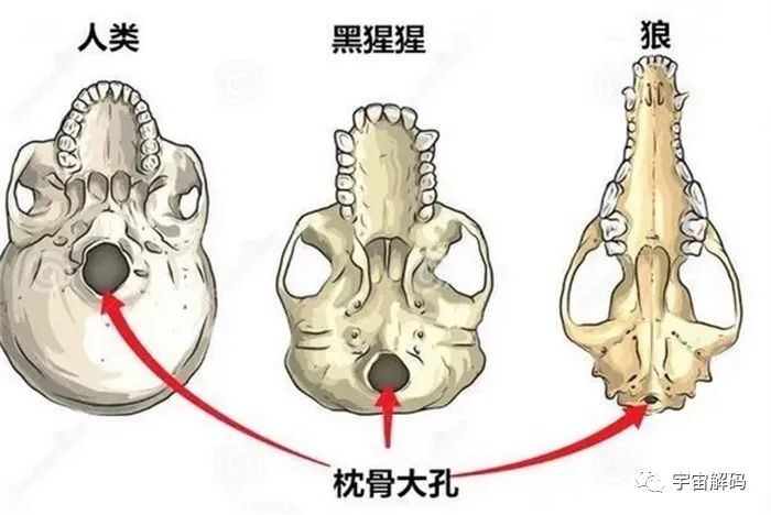 无利爪、无尖牙、无剧毒却站在食物链顶端的人类，拥有这4种大杀器