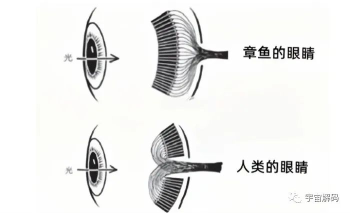 明明是最高等生物，人类生理结构却有很多缺陷