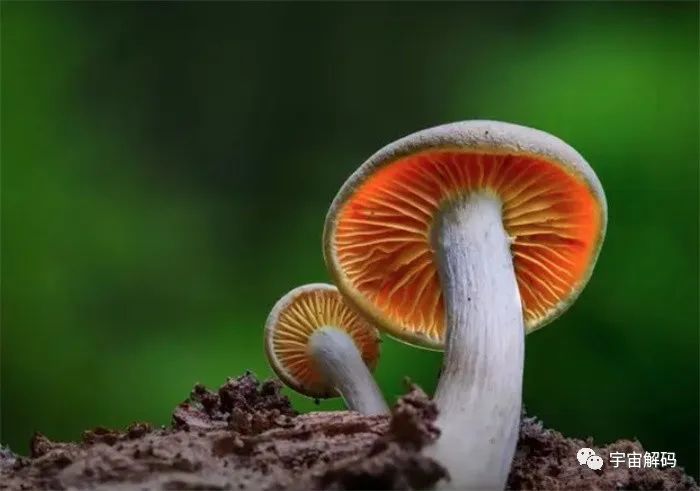 蘑菇之间可以信息联网！用电信号交谈？它们在交谈什么？