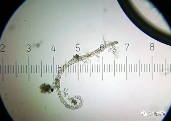 蘑菇之间可以信息联网！用电信号交谈？它们在交谈什么？