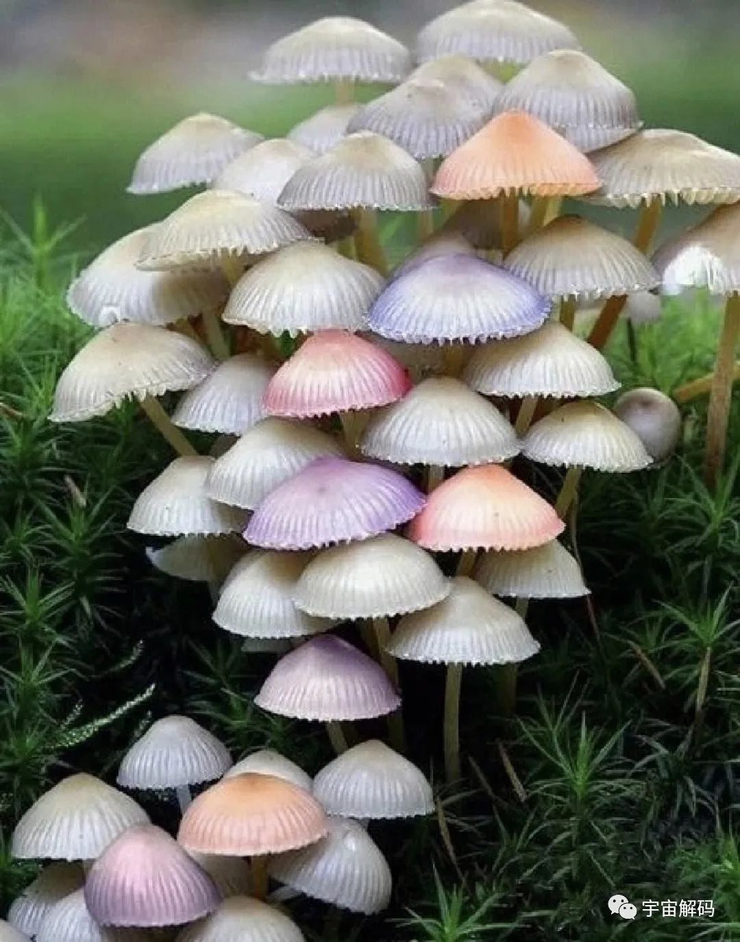 蘑菇之间可以信息联网！用电信号交谈？它们在交谈什么？