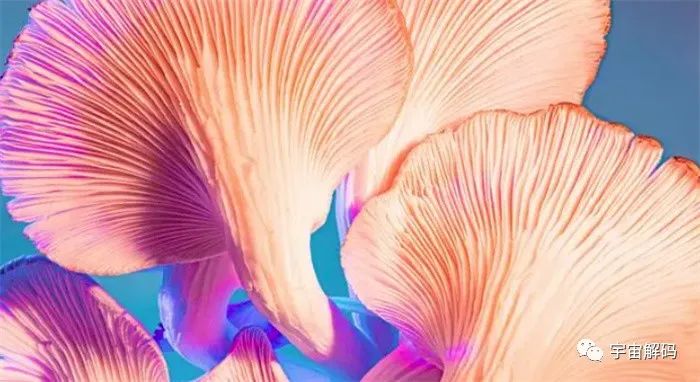 蘑菇之间可以信息联网！用电信号交谈？它们在交谈什么？