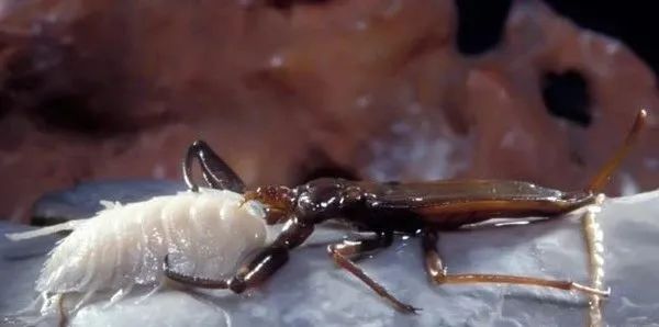 科学家误入550万年前的洞穴，里面充满毒气，多种生物从未见过