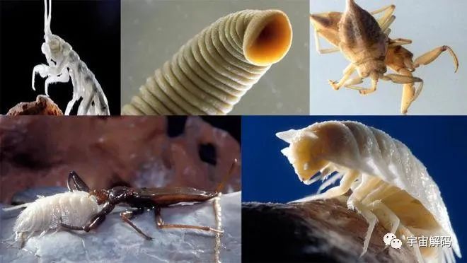 科学家误入550万年前的洞穴，里面充满毒气，多种生物从未见过
