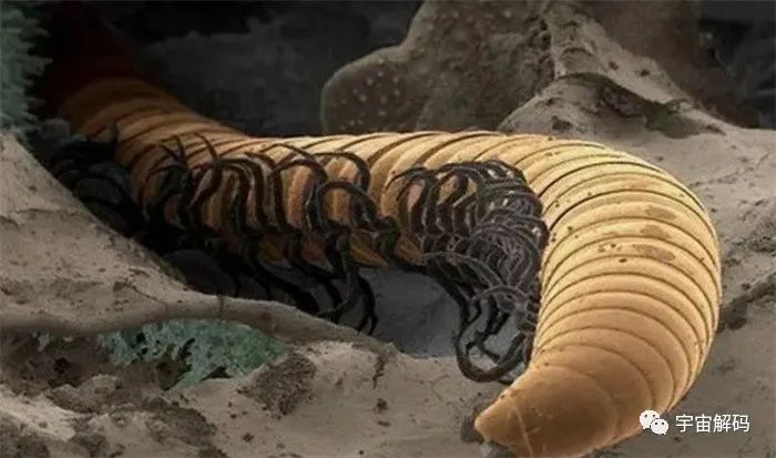 科学家误入550万年前的洞穴，里面充满毒气，多种生物从未见过