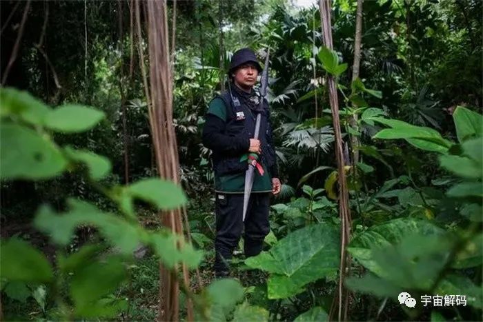 亚马逊雨林变为碳源，遭遇气候与人为双重威胁