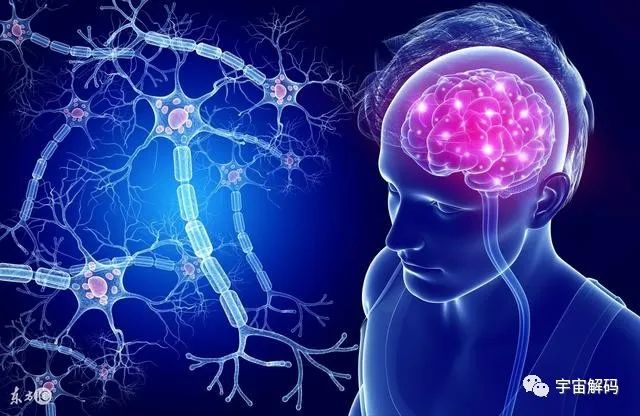 研究发现，2万年来人类大脑在持续缩小，我们在退化吗？