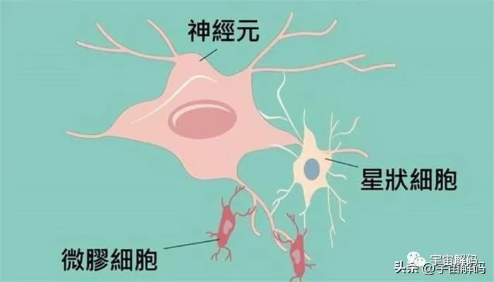 美色使男人大脑皮层活跃 男人竟拥有两个大脑