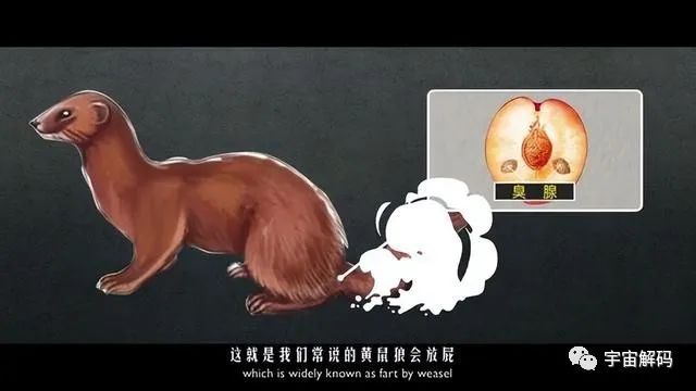 黄鼠狼在什么情况下会放“臭气”？它的臭气为什么如此上头？