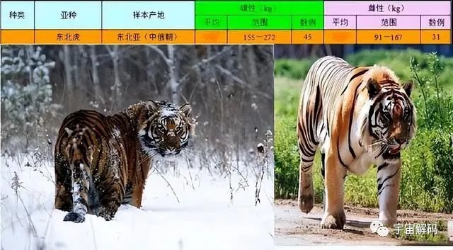 最大的犬科能打过最大猫科吗？