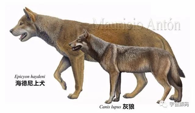最大的犬科能打过最大猫科吗？