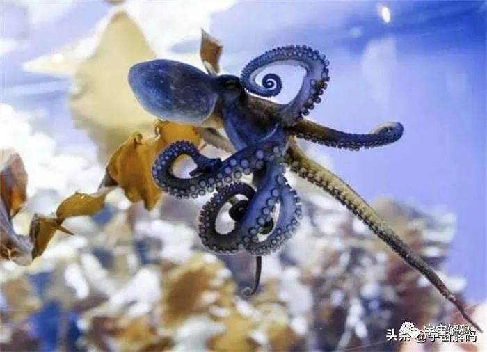 章鱼会建造水下城市，章鱼可能是外星生物