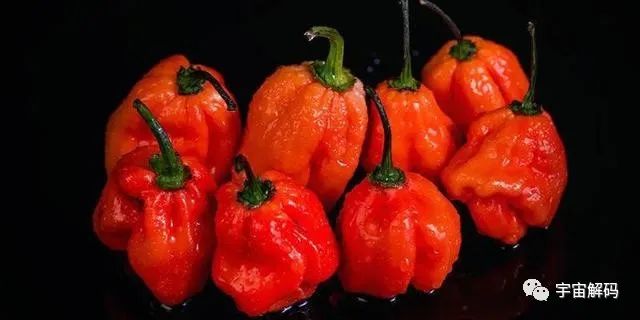 盘点世界上最辣的15种变态辣椒，辣到能致命