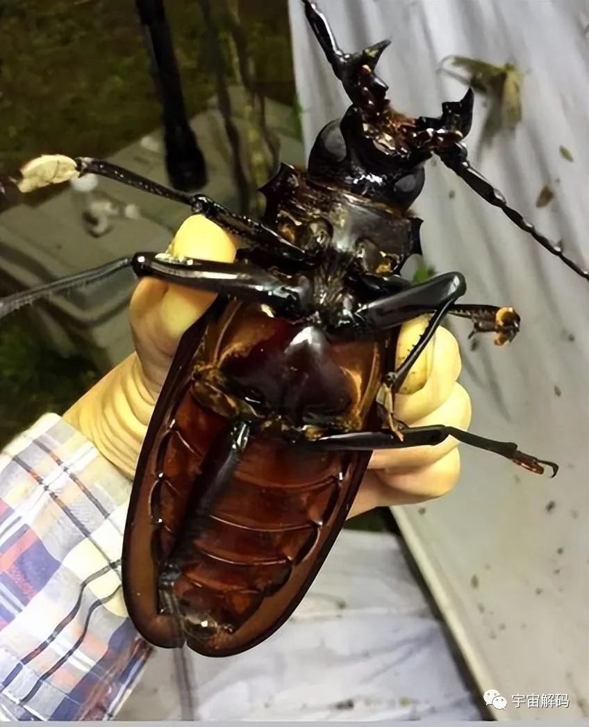 昆虫界的十大巨无霸，你了解吗？