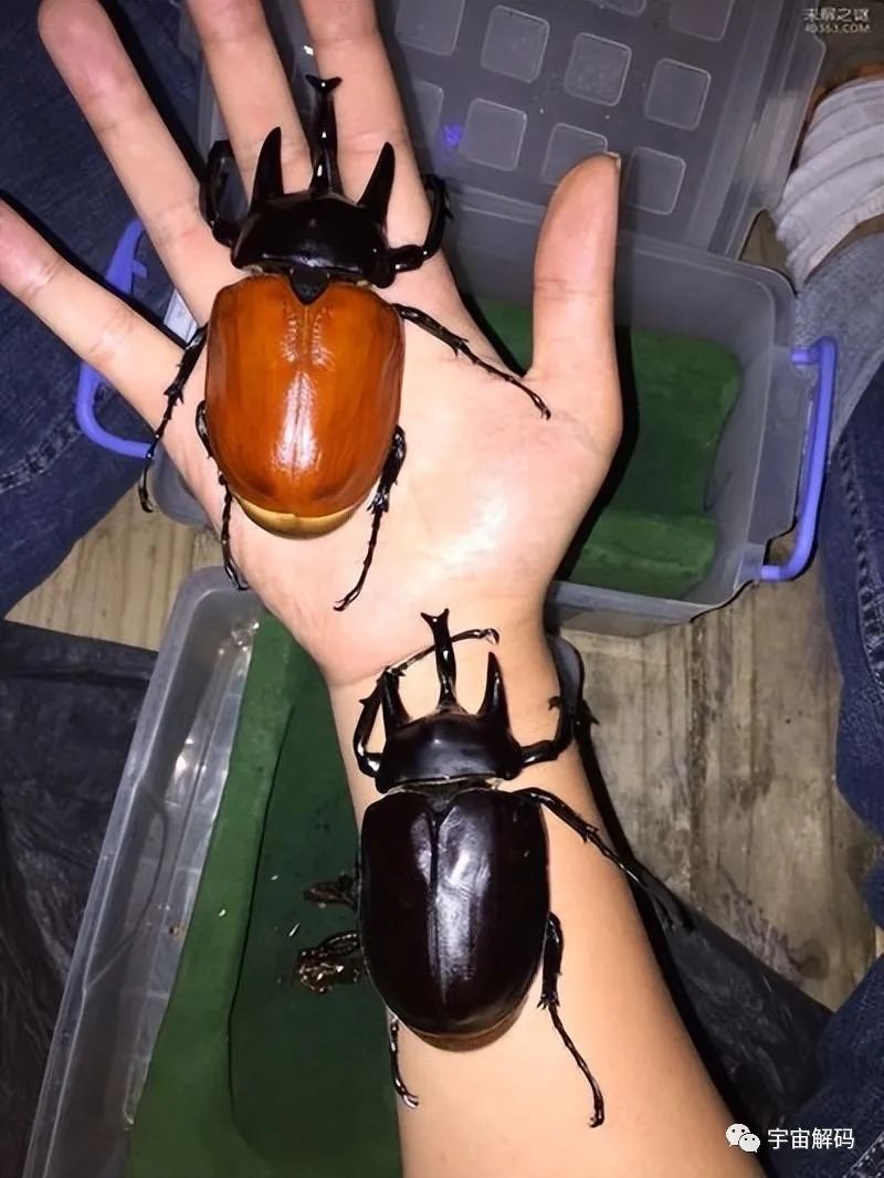 昆虫界的十大巨无霸，你了解吗？