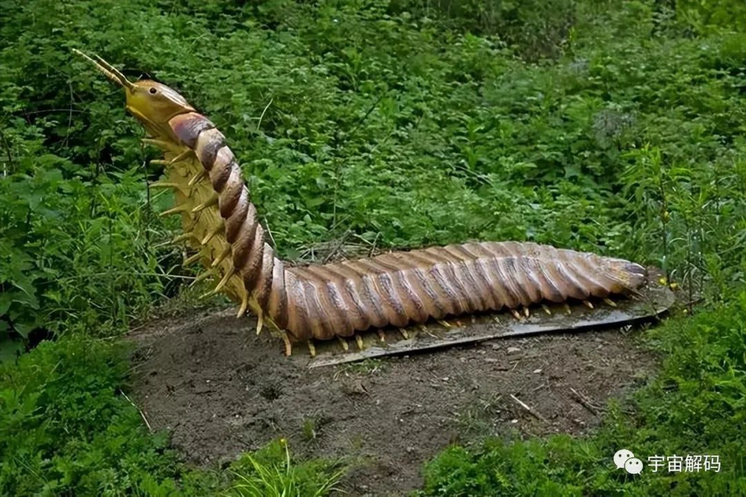 昆虫界的十大巨无霸，你了解吗？