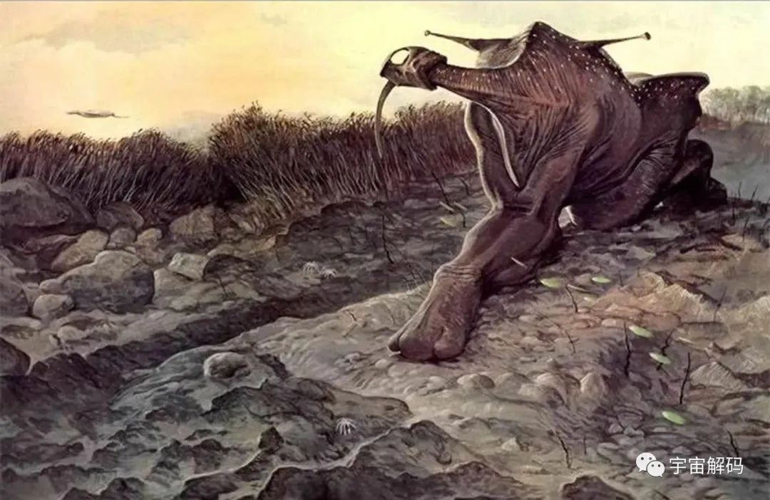 神秘的亚马逊丛林包罗万象，存在了许多从未现世的奇特生物