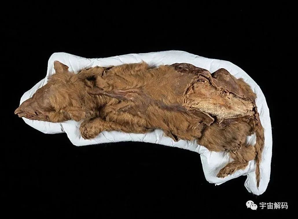 北极发现5.7万年前尸体，科学家提醒可能有更危险的东西
