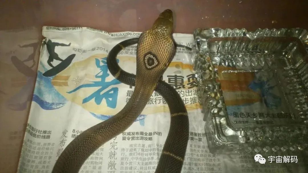 独眼孟加拉眼镜蛇，五步蛇在它面前就是弟弟。