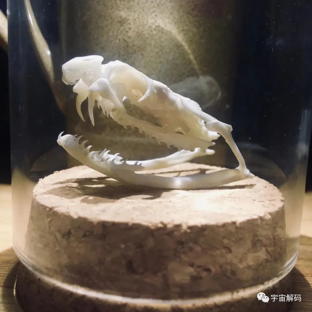 独眼孟加拉眼镜蛇，五步蛇在它面前就是弟弟。