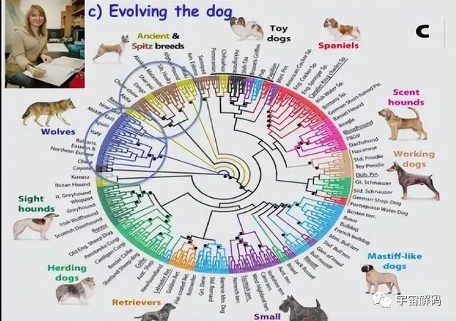 假如人类第一种驯化的食肉动物不是狼，而是其他动物，会怎么样？
