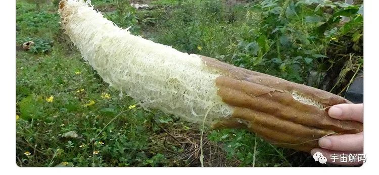 用丝瓜瓤刷碗，为什么瓤上不沾油？