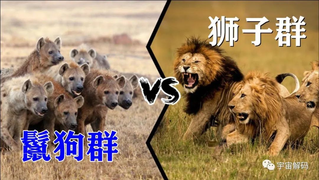 自然界中哪种动物捕猎的猎物体型最大？有多大？
