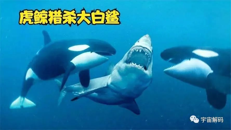 自然界中哪种动物捕猎的猎物体型最大？有多大？