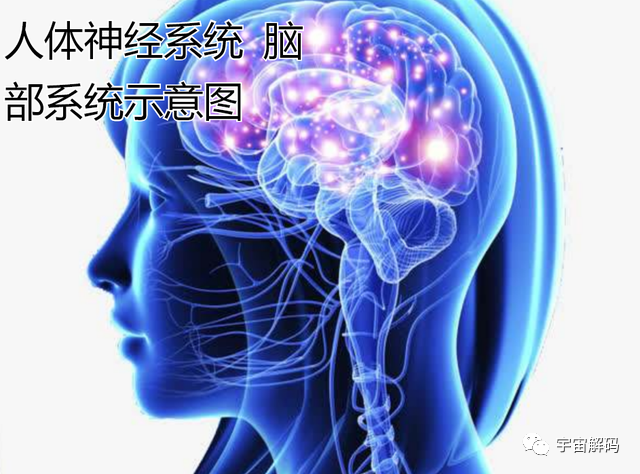 若把人放进强磁场中会怎样？科学家用青蛙做实验，得到反重力蛙