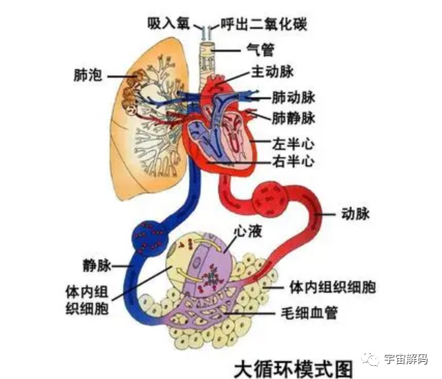 若把人放进强磁场中会怎样？科学家用青蛙做实验，得到反重力蛙