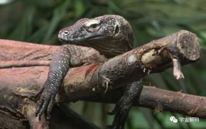 自古至今，为什么没有生物进化出喷火技能呢？